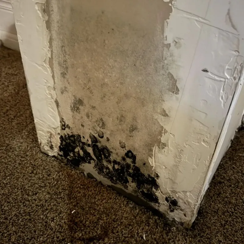 Professional Mold Removal in Shepherd, TX